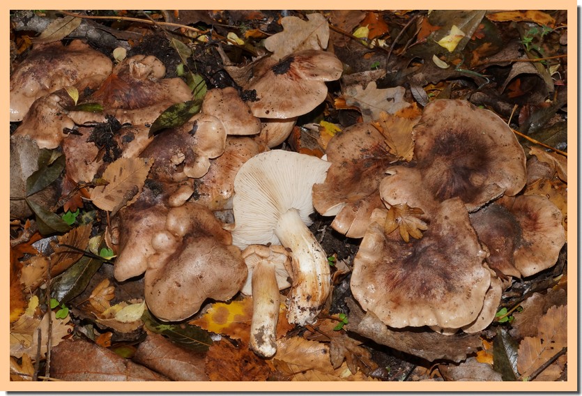 tricholoma populinum 20.jpg