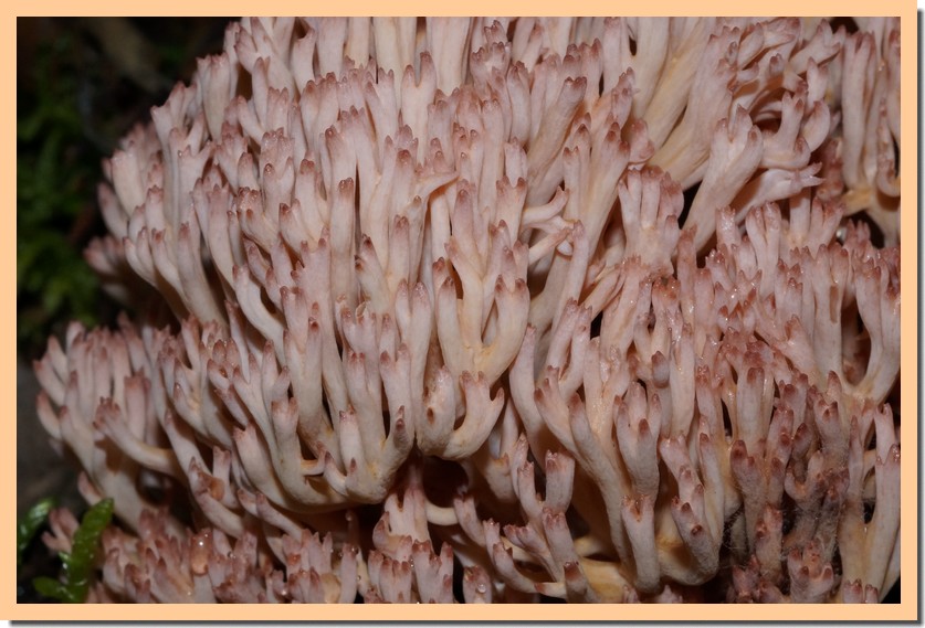 ramaria botrytis 14 3.jpg