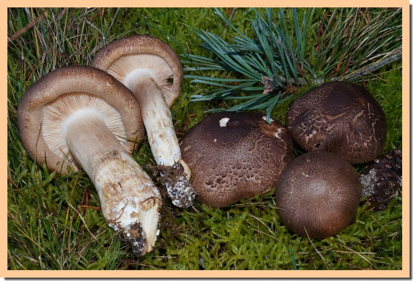 tricholoma imbricatum 14.jpg