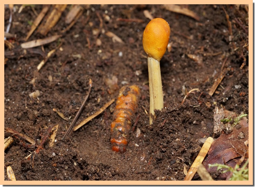 cordyceps gracilis.jpg