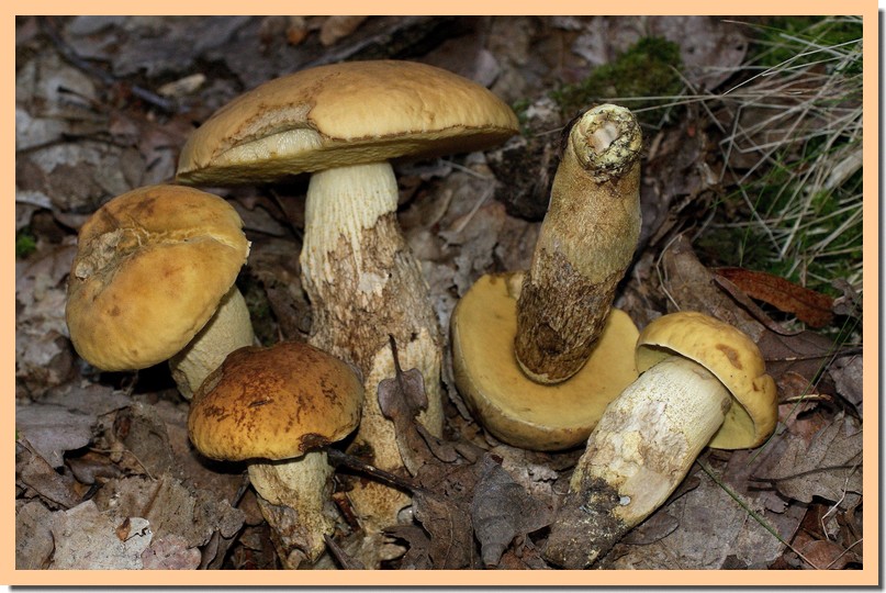 leccinum crocipodium.jpg