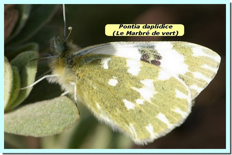 Pontia daplidice1 _Le Marbré de vert_.jpg