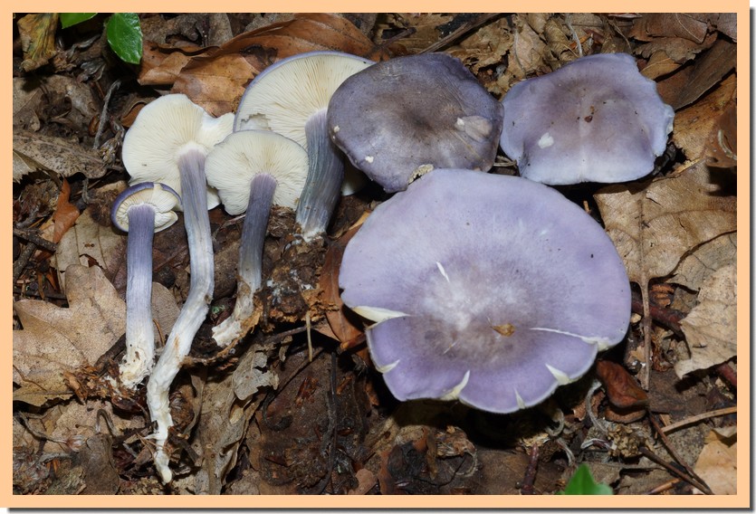 rugosomyces ionides 23.jpg