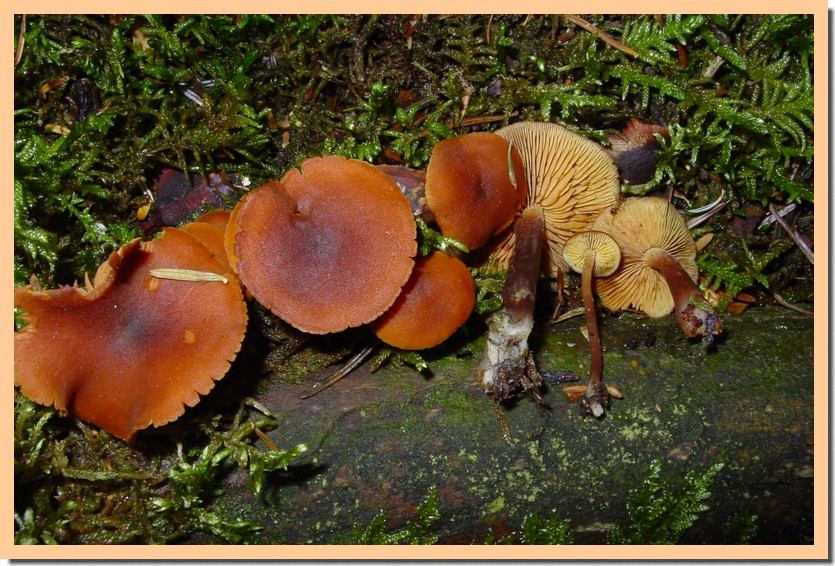 gymnopilus liquiritiae2.jpg