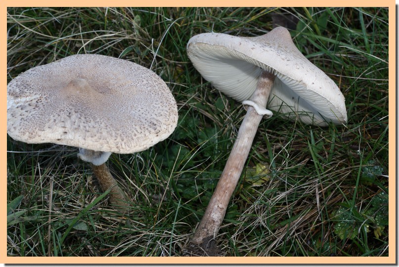 macrolepiota mastoidea.jpg
