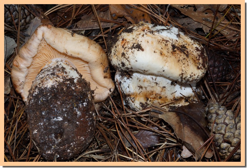 tricholoma colossus.jpg