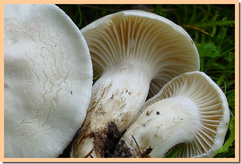 hygrophorus penarioides.jpg