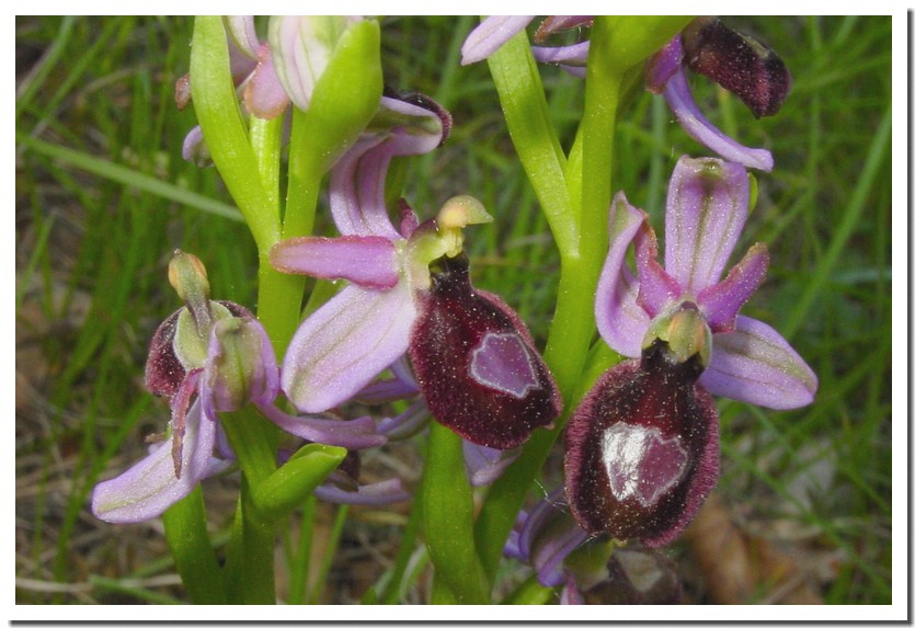 ophrys drumana.jpg
