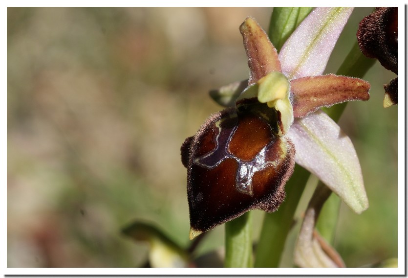 ophryss morisii.jpg