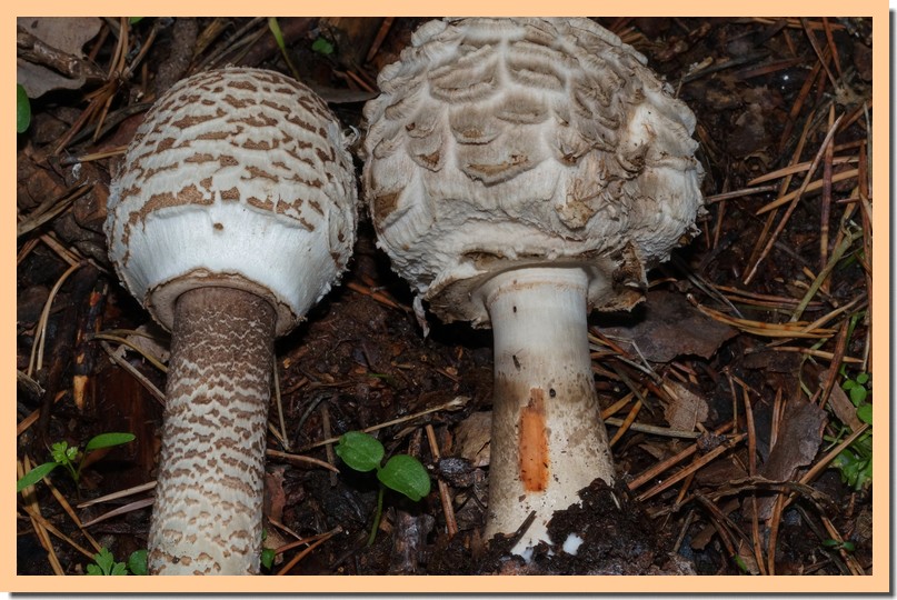 macrolepiota procera rhacodes