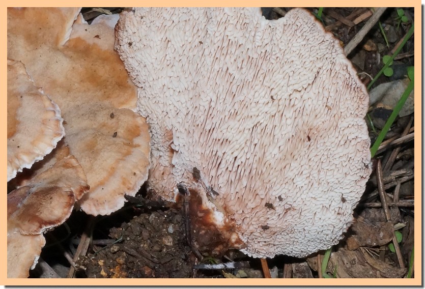 abortiporus biennis 141.jpg