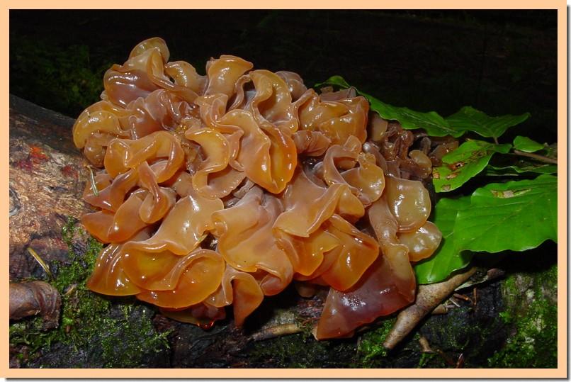 tremella foliacea.jpg