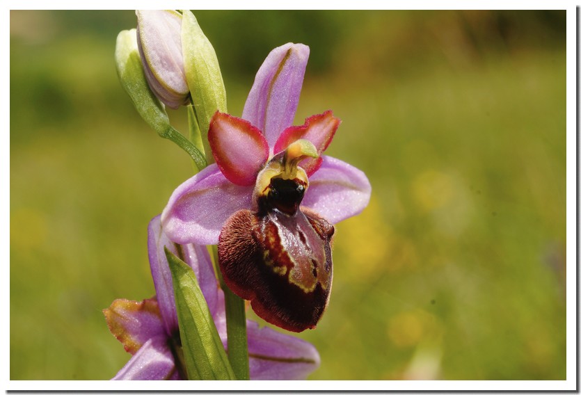 ophrys aveyronensis 17.jpg