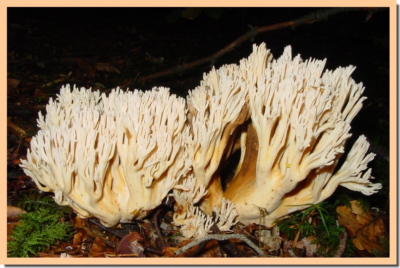 ramaria pallida.jpg