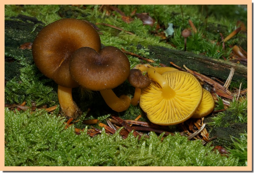 Chrysomphalina chrysophylla.jpg