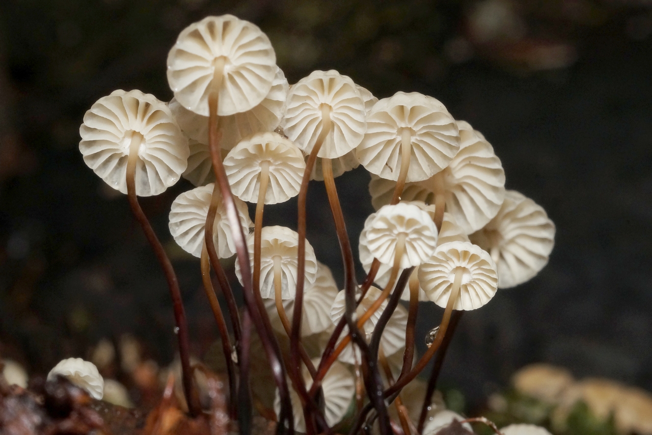 marasmius rotula 22.jpeg