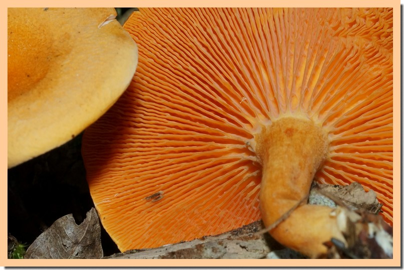 hygrophoropsis aurantiaca 151.jpg