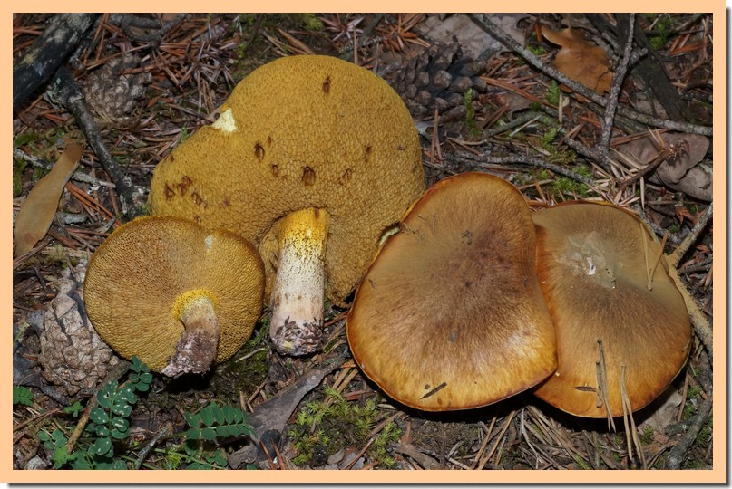 suillus collinitus 15.jpg