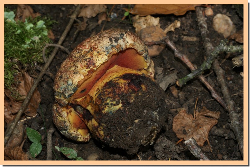 boletus rhodopurpureus2.jpg