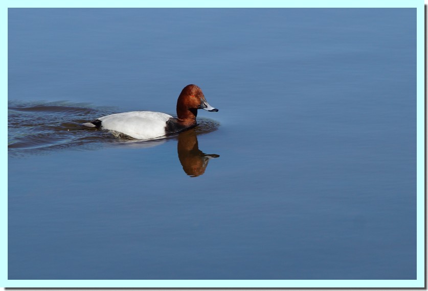 fuligule milouin.jpg