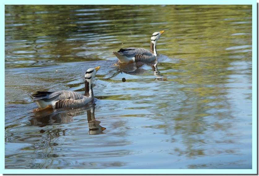 oie à tête barrée.jpg