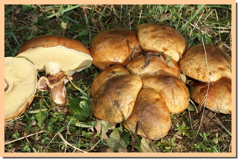 suillus luteus3.jpg