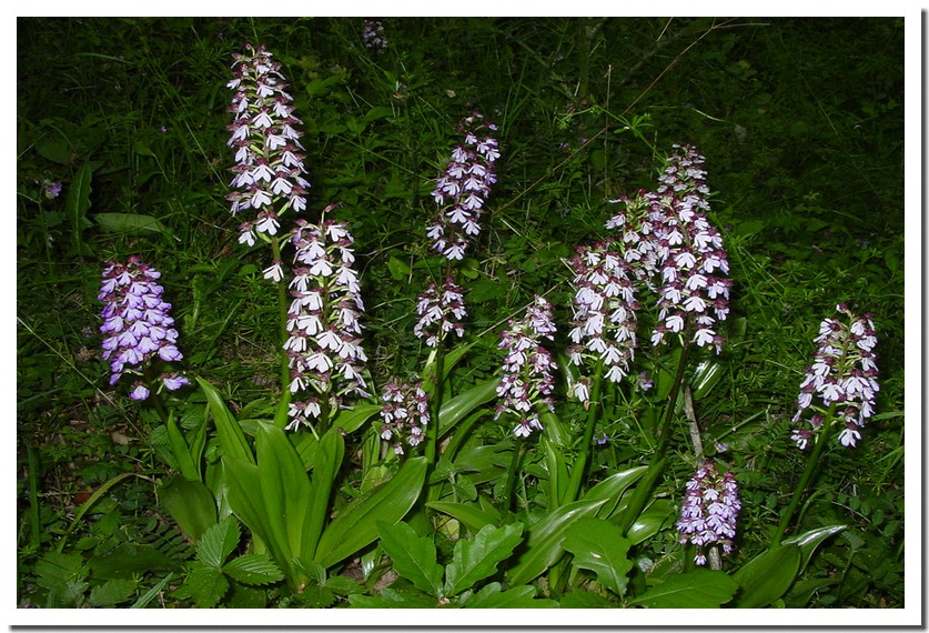 orchis pourpres.jpg