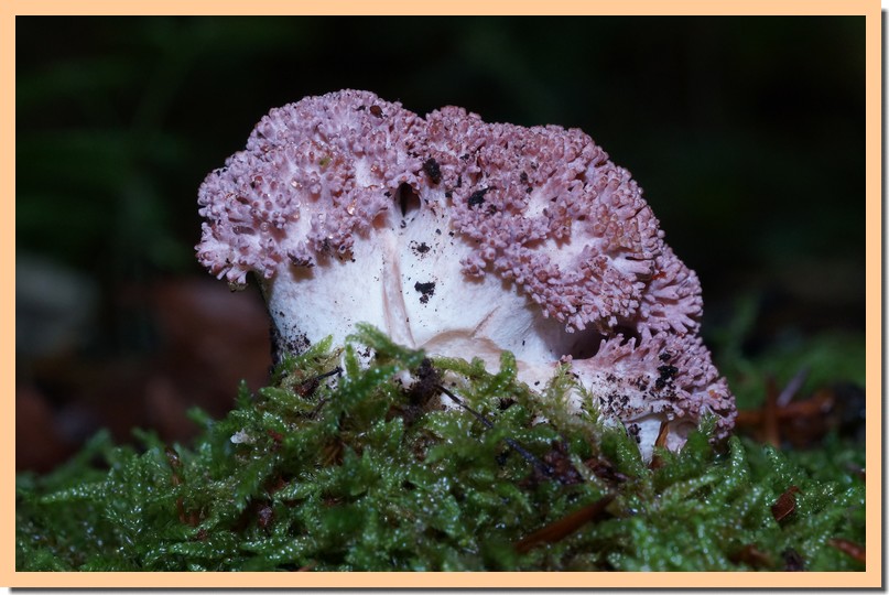 ramaria botrytis 17.jpg