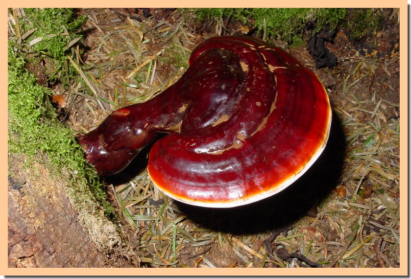 ganoderma carnosum.jpg