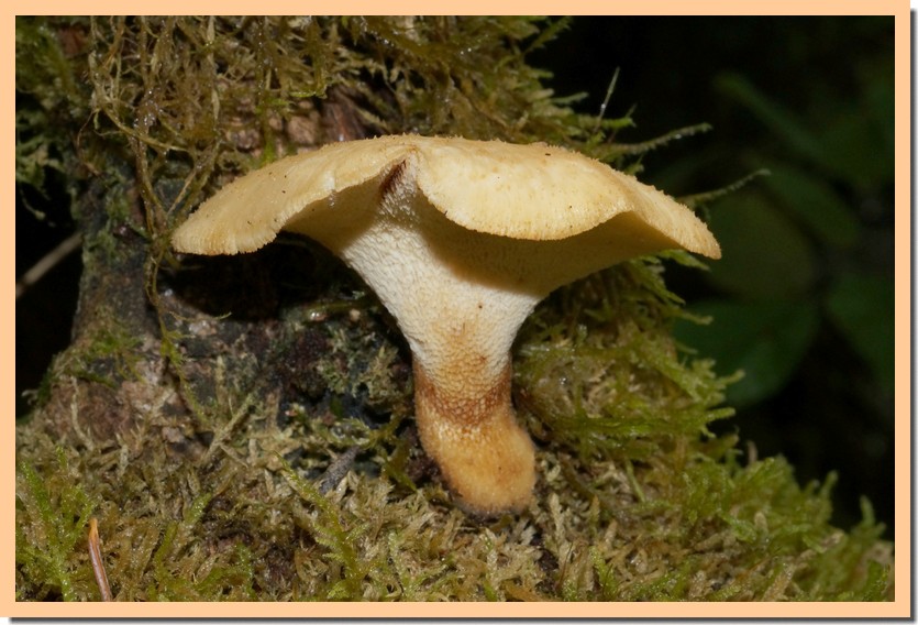 polyporus tuberaster.jpg