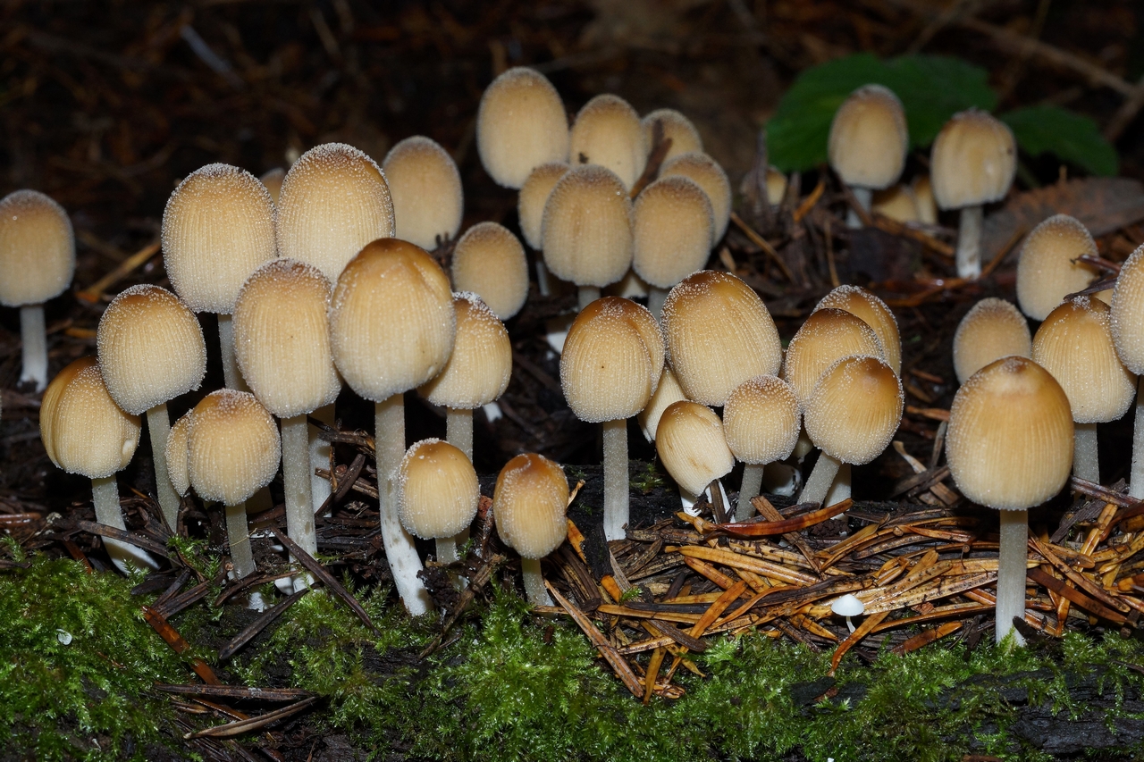 coprinellus micaceus 25.jpeg