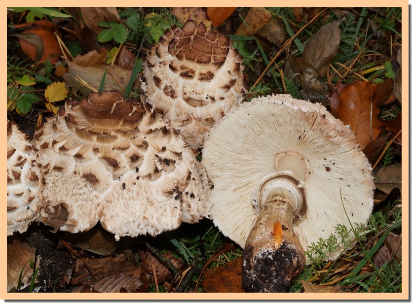 macrolepiota venenata 20.jpg