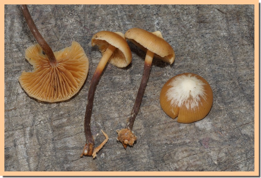 galerina camerina 25.jpg