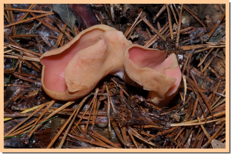 otidea onotica 17.jpg