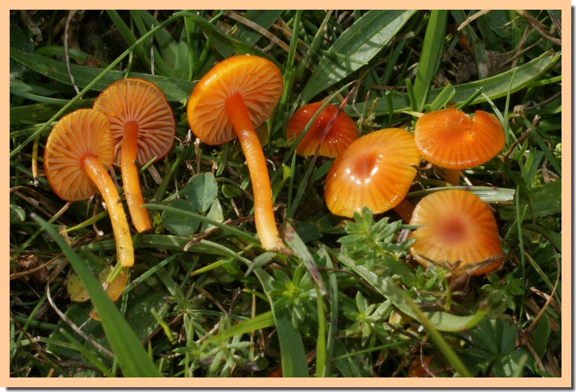 hygrocybe glutinipes 10.jpg