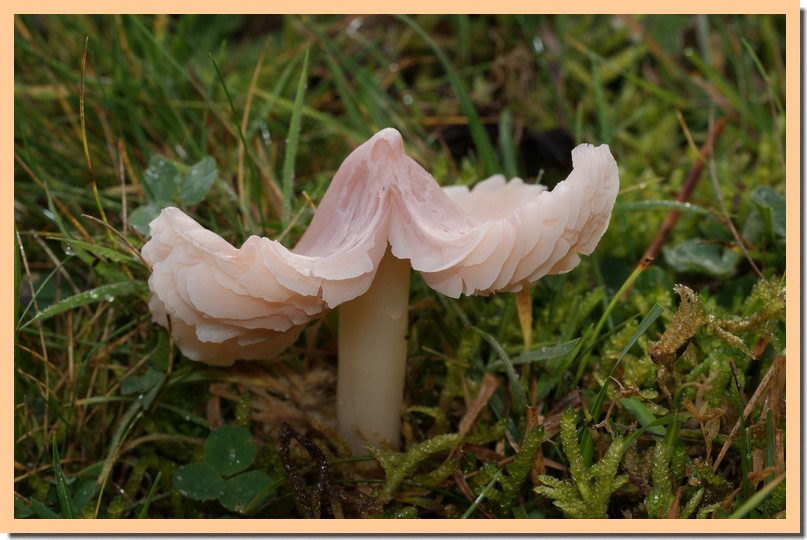 hygrocybe calyptraeformis.jpg