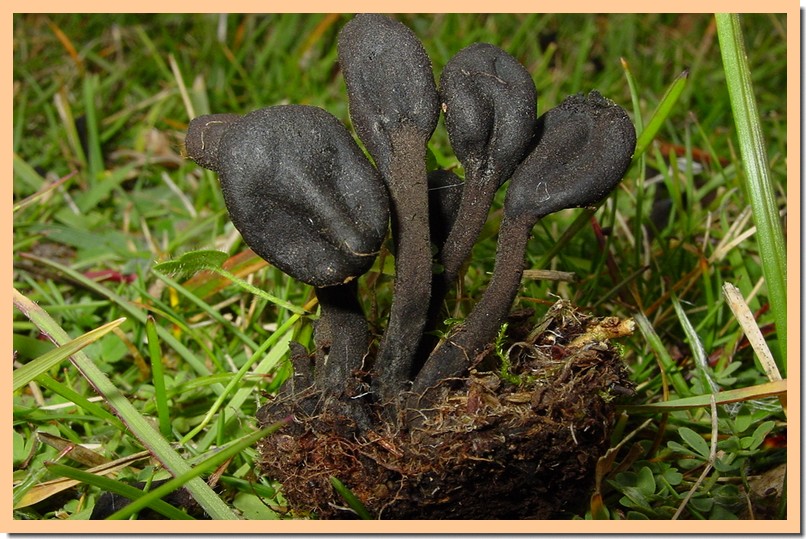 trichoglossum hirsutum.jpg