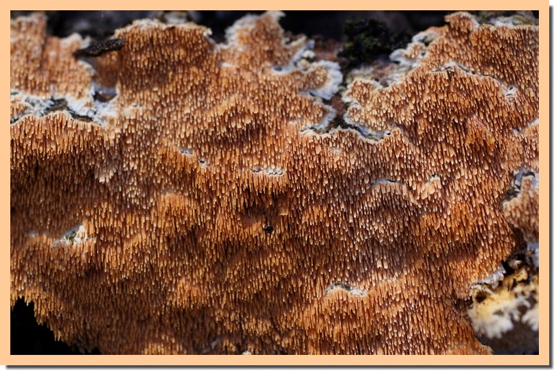 steccherinum ochraceum2.jpg