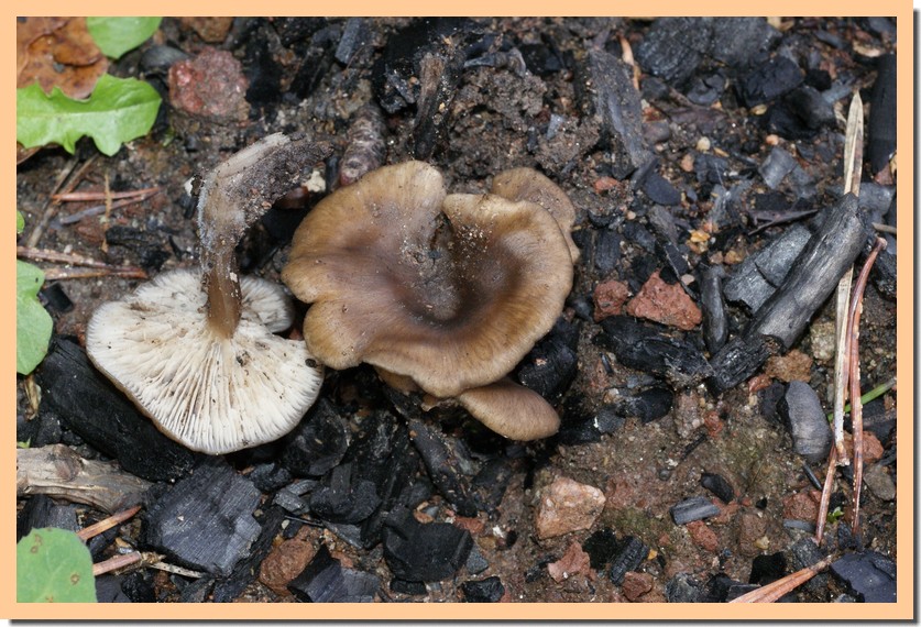 myxomphalia maura.jpg