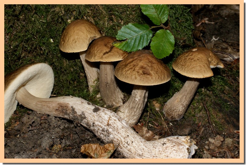 leccinum carpini.jpg