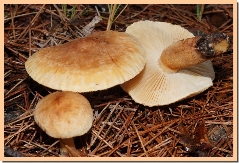 tricholoma psammopus 21.jpg