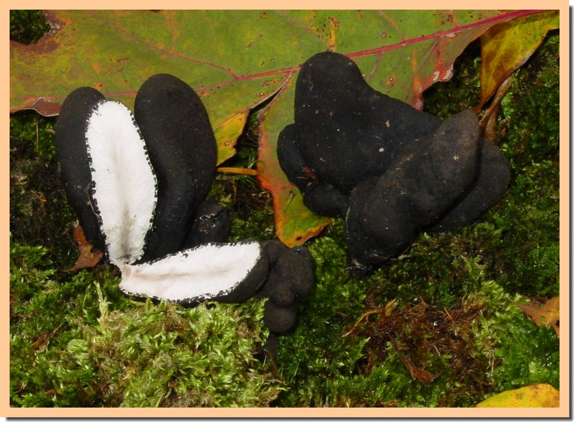 xylaria polymorpha.jpg