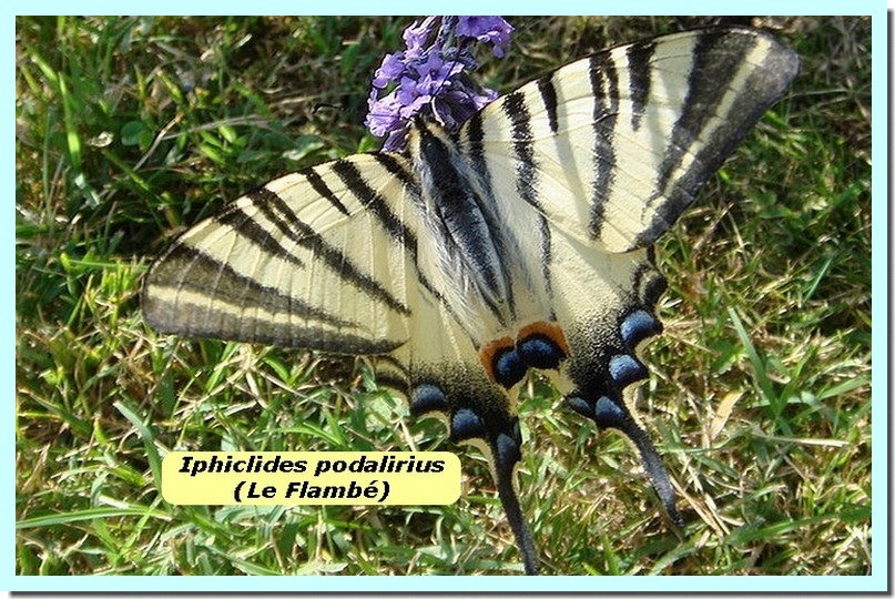 Iphiclides podalirius1 _Flambe_.jpg