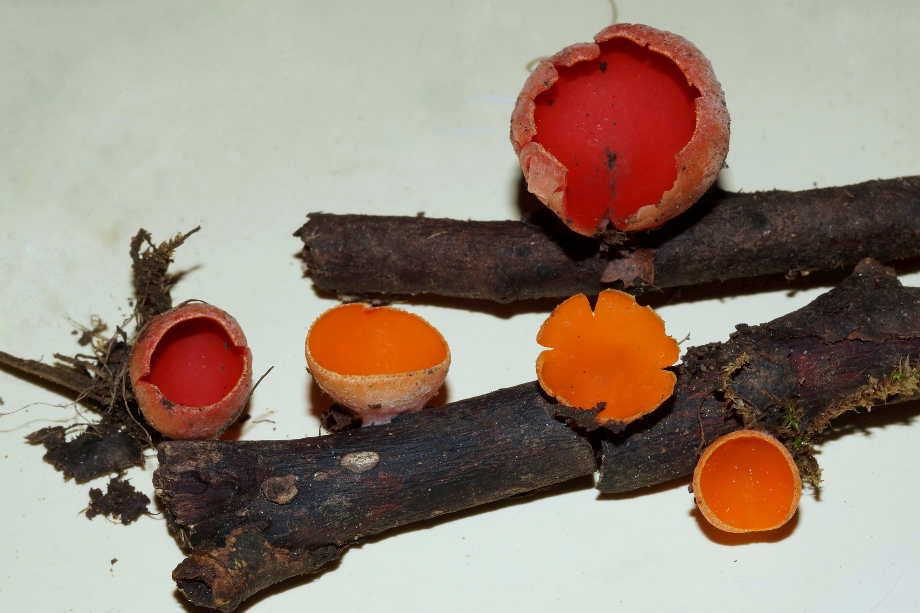 sarcoscypha coccinea orangé 24.jpeg