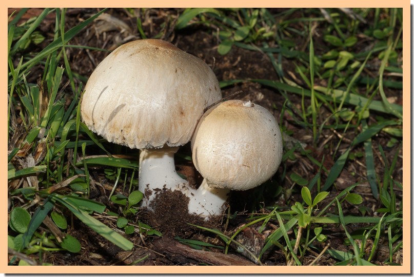 macrolepiota excoriata 184.jpg