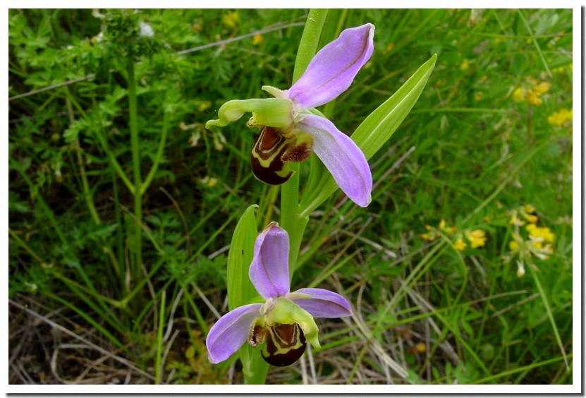 ophrys apifera 14.jpg