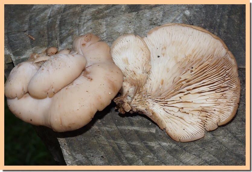lentinellu castoreus 25.jpg