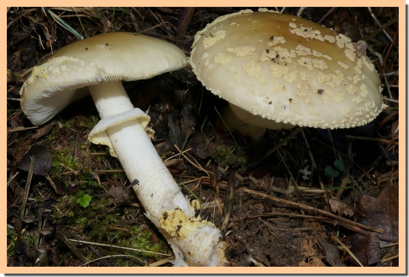 amanita franchetii 22 1.jpg