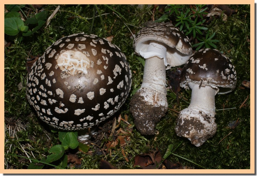 amanita exelsa var spissa.jpg