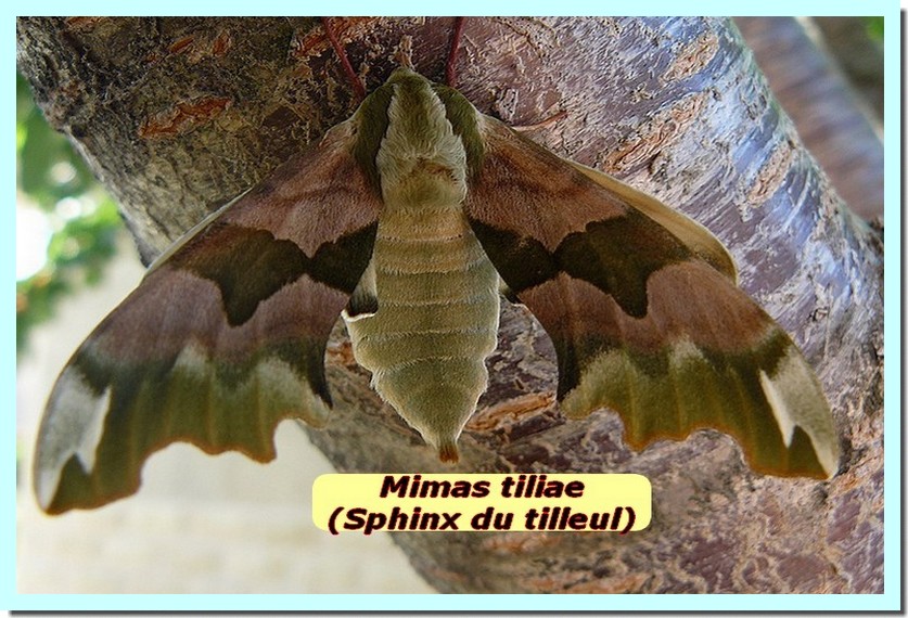 Mimas tiliae1c _Sphinx du Tilleul_.jpg